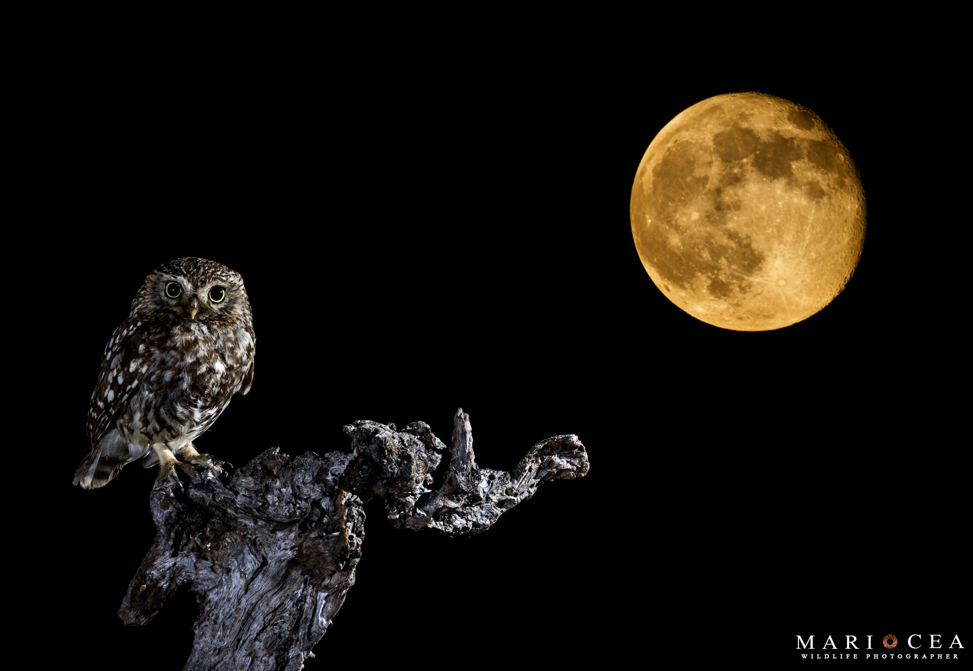 FOTEANDO by Alberto De Francisco - 2560_3000.jpg